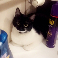 Soke, Kedi  Bıyık fotoğrafı