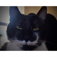 Soke, Kedi  Bıyık fotoğrafı