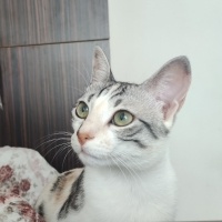 Tekir Kedi, Kedi  Mia fotoğrafı