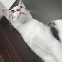 Tekir Kedi, Kedi  Mia fotoğrafı