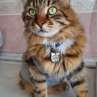 Maine Coon, Kedi  Bayram fotoğrafı