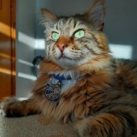 Maine Coon, Kedi  Bayram fotoğrafı