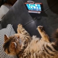 Maine Coon, Kedi  Bayram fotoğrafı