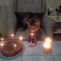 Maine Coon, Kedi  Bayram fotoğrafı