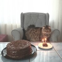 Maine Coon, Kedi  Bayram fotoğrafı