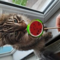 Maine Coon, Kedi  Bayram fotoğrafı