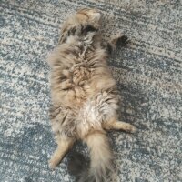 Maine Coon, Kedi  Bayram fotoğrafı