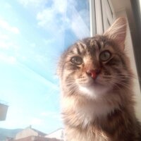 Maine Coon, Kedi  Bayram fotoğrafı