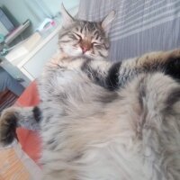 Maine Coon, Kedi  Bayram fotoğrafı