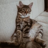 Maine Coon, Kedi  Bayram fotoğrafı