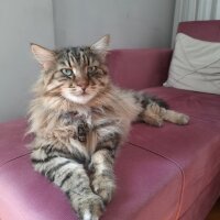 Maine Coon, Kedi  Bayram fotoğrafı