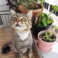 Maine Coon, Kedi  Bayram fotoğrafı