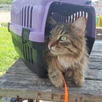 Maine Coon, Kedi  Bayram fotoğrafı