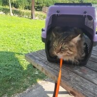 Maine Coon, Kedi  Bayram fotoğrafı