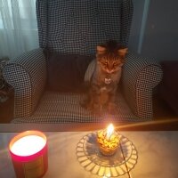 Maine Coon, Kedi  Bayram fotoğrafı