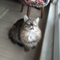 Maine Coon, Kedi  Bayram fotoğrafı