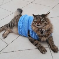 Maine Coon, Kedi  Bayram fotoğrafı