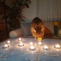 Maine Coon, Kedi  Bayram fotoğrafı