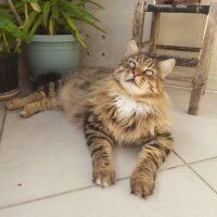 Maine Coon, Kedi  Bayram fotoğrafı