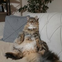 Maine Coon, Kedi  Bayram fotoğrafı