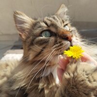 Maine Coon, Kedi  Bayram fotoğrafı