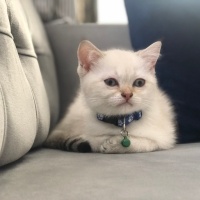 Scottish Fold, Kedi  ARES - Cinsi: Scottish straight fotoğrafı