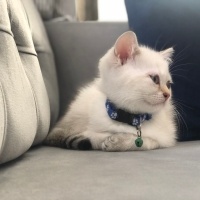 Scottish Fold, Kedi  ARES - Cinsi: Scottish straight fotoğrafı