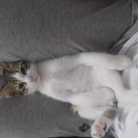 Tekir Kedi, Kedi  Tarçın -Venus fotoğrafı