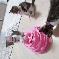 Tekir Kedi, Kedi  Tarçın -Venus fotoğrafı