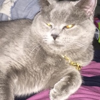 British Shorthair, Kedi  Duman fotoğrafı