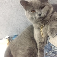 British Shorthair, Kedi  Duman fotoğrafı