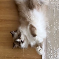 Ragdoll, Kedi  Köpük fotoğrafı