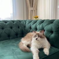 Ragdoll, Kedi  Köpük fotoğrafı