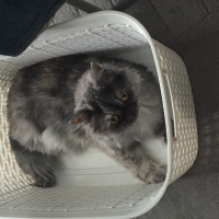 İran Kedisi (Persian), Kedi  SAKIZ fotoğrafı