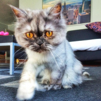 İran Kedisi (Persian), Kedi  SAKIZ fotoğrafı