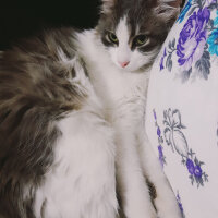 Tekir Kedi, Kedi  Maviş fotoğrafı