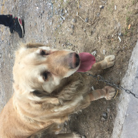 Golden Retriever, Köpek  Golden fotoğrafı