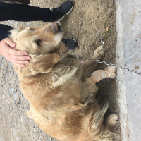 Golden Retriever, Köpek  Golden fotoğrafı