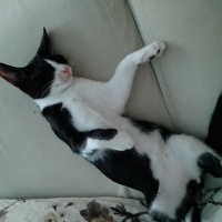 Tekir Kedi, Kedi  Paşa fotoğrafı