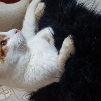 Soke, Kedi  Sarı fotoğrafı