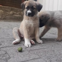 Kangal, Köpek  Isimleri yok fotoğrafı