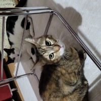 Tekir Kedi, Kedi  Badem fotoğrafı