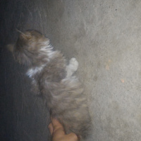 Ragamuffin, Kedi  Rix fotoğrafı