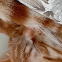 Sarman, Kedi  Ares fotoğrafı