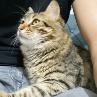 Norwegian Forest, Kedi  Fiko fotoğrafı