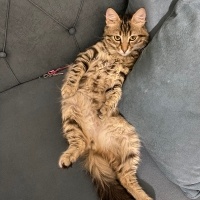 Norwegian Forest, Kedi  Fiko fotoğrafı