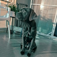Cane Corso Italiano, Köpek  Kreon fotoğrafı