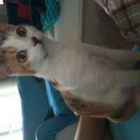 Tekir Kedi, Kedi  Şeker fotoğrafı