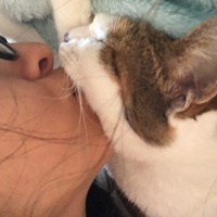 Tekir Kedi, Kedi  Şeker fotoğrafı