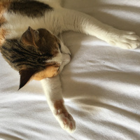 Tekir Kedi, Kedi  Şeker fotoğrafı